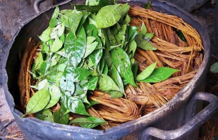 Ayahuasca vine bark and chacruna leaves in a traditional pot before brewing